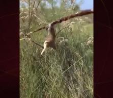 Milleyha Kuş Cenneti'nde yürekleri yakan kareler! Kuşları acımasızca ölüme terk ettiler