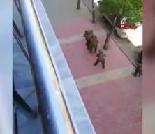 Özel harekat polisini vuran şüpheli böyle etkisiz hale getirildi