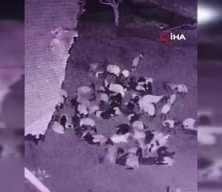 Kurt koyunlara saldırdı! O anlar böyle görüntülendi