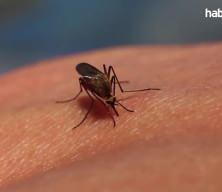 Çin’de chikungunya alarmı: Binlerce vaka, küresel salgın riski