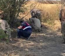 Edirne’de Ayçiçeği Tarlasında Kadın Cinayeti