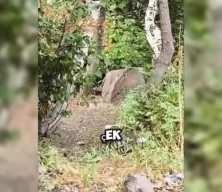 Piknik yaptıkları yere ayı geldi, "Korkmayın saldırmaz" dedikten sonra büyük korku yaşadılar