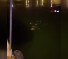 Büyükçekmece kıyılarında samuru yüzerken görüntülendi