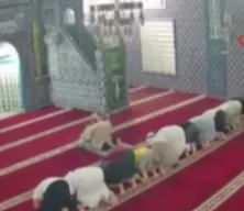 Camide sürpriz misafir! İmam fark etti: Cemaat namaz kılarken bir anda ortaya çıktı