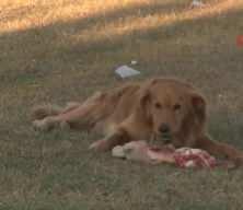 İstanbul Valiliği, okullar açılmadan önce sahipsiz köpeklerin toplanmasını emretti