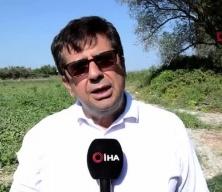 Kırkağaç kavununda ilk hasat başladı: Bu yıl 30 bin ton rekolte bekleniyor