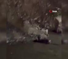Nesli tehlike altında olan Su samuru balık ziyafeti yaparken görüntülendi