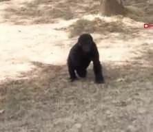 Yurda kaçak yollarla getirilen yavru goril 'Zeytin' Nijerya'ya gönderiliyor