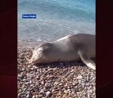 Datça'da sahilde dinlenen fok için bölgeye güvenlik şeridi çekildi
