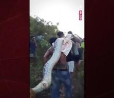Endonezya’da tüyler ürperten anlar: Dev piton köyü ayağa kaldırdı