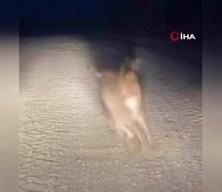 Tavşanların kavgası boks maçlarını aratmadı! İşte o ilginç görüntüler