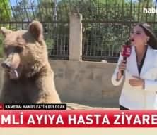 Ayı Okan muhabire saldırdı!