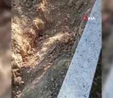 Karabük’te ayılar mezarları tahrip etti, köylüler tedirgin