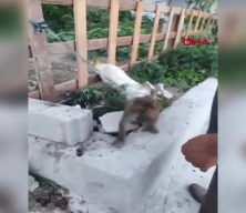 Şiddet uygulanan maymun, kurtarılıp korumaya alındı