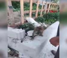 Sahibinin şiddet uyguladığı maymun koruma altına alındı