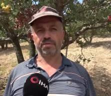 Hatay’da “şifa deposu” alıçta hasat başladı: Fiyatlar 200 TL’ye ulaştı