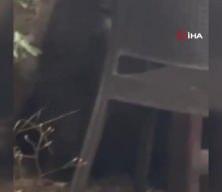 Kızılcahamam’da ayı lokantaya girdi, masaya oturdu!