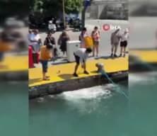 Muğla’da nesli tehlike altındaki mavi yelken balığını zıpkınla vurdular