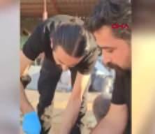 Ölü koyunun karnında uyuşturucu yakalandı