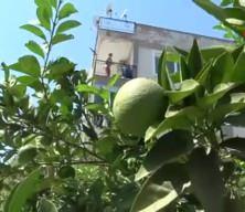 Antalya’da portakal tartışması silahlı kavgaya dönüştü: 2 yaralı