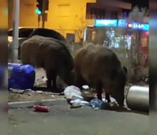 Balçova'da çöplere dadanan domuzlar iri cüsseleriyle şaşırttı