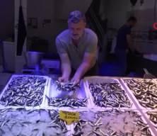 Karadeniz’in incisi hamsi tezgahlarda! Kilosu 100 TL’ye düştü