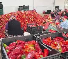 Hollanda'nın salçası İnegöllü kadınlardan!