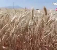 Toprak Mahsulleri Ofisi'ndeki  buğdaylara haciz uygulandı! iddiası yalanlandı