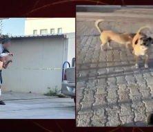 Adıyaman'da başıboş köpek dehşeti! Küçük çocuk hastaneye kaldırıldı