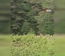 Kastamonu'da kızıl geyik görüntülendi