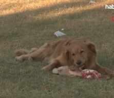 Melek Mızrak Subaşı yönetimindeki Bilecik Belediyesi köpek katliamı skandalıyla gündemde