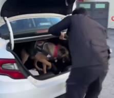 Oyuncak bebekten uyuşturucu çıktı