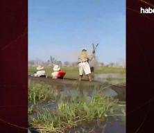Safari kabusu kamerada: Timsahlarla dolu nehirde fil dehşeti!