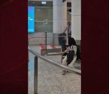 Sumud Filosu aktivistleri Sydney Havalimanı’nda tekbirlerle karşılandı