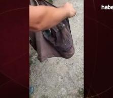 Kahverengi kokarca zararlısına karşı doğal düşman salımı yapıldı