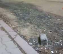 Kanka olan kedi ve tilki dikkat çekti