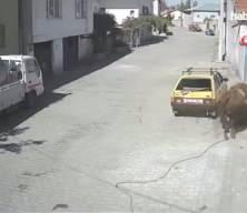 Kızgın boğa, hıncını otomobilden çıkardı: Boynuzlayıp sürükledi