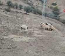 Boynundaki kova ile koşan koyun diğer hayvanları panikletti!