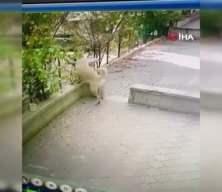 Kediye saldıran köpek sürüsü kamerada! 