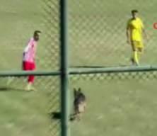 Sahaya giren başıboş köpek ortalığı karıştırdı
