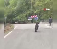 Yaşlı adam, üzerine koşan domuzdan son anda böyle kurtuldu