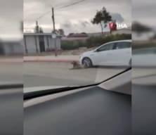 Başıboş köpek terörü devam ediyor! Küçük çocuğu korku dolu anlar yaşadı