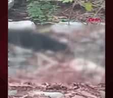  Başıboş köpek terörü! Üreticinin hayvanlarını telef ettiler