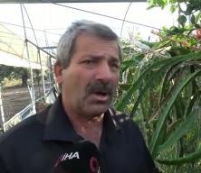Hataylı çiftçi Ejder meyvesiyle kazancını katladı: Kilosu 180 TL’den alıcı buluyor