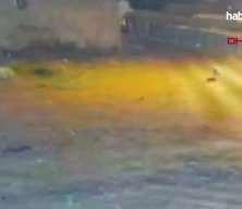 Kars'ta köye inen kurtlar, köpeğe saldırdı!