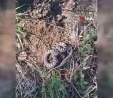 Mantar ararken dünyanın en zehirli yılanlarından engerekle karşılaştı