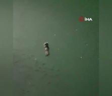 Tunceli'de su samuru görüntülendi