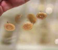 Merkez Bankası altın satın alımını durdurdu