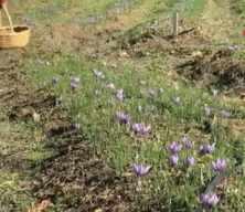 AB tescilli safranın hasadı sürüyor