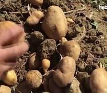 Bakanlık: patates fiyatı 25 lira değil, marketlerde ortalama 12,75 lira